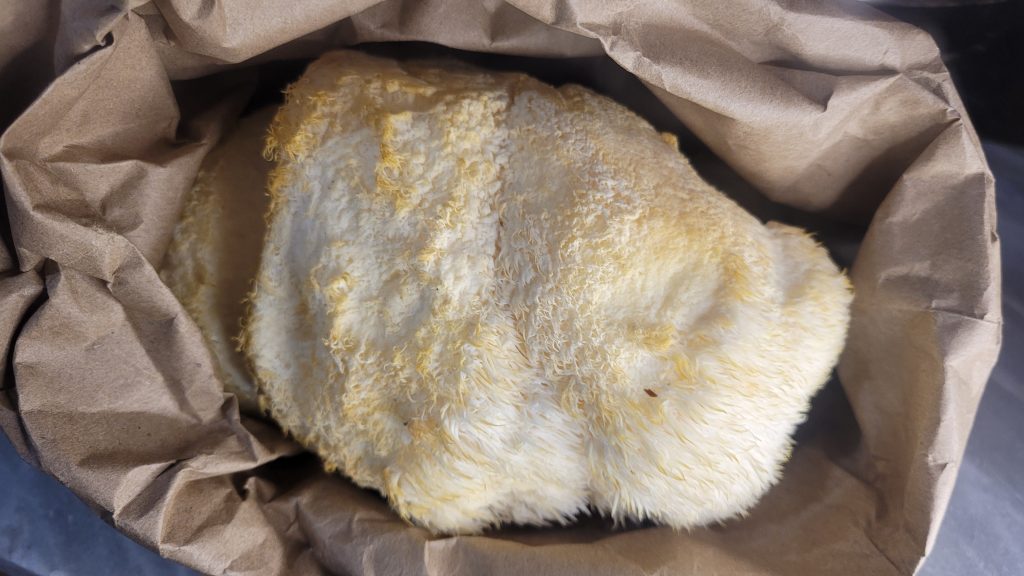 Fresh lion’s mane mushrooms in brown paper bag harvested for natural supplement preparation