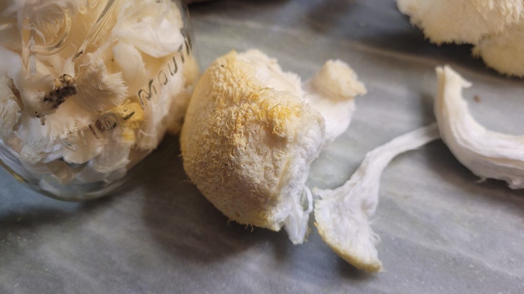 Fresh lion’s mane mushroom pieces with tincture bottle showing transition from raw mushroom to extract supplement