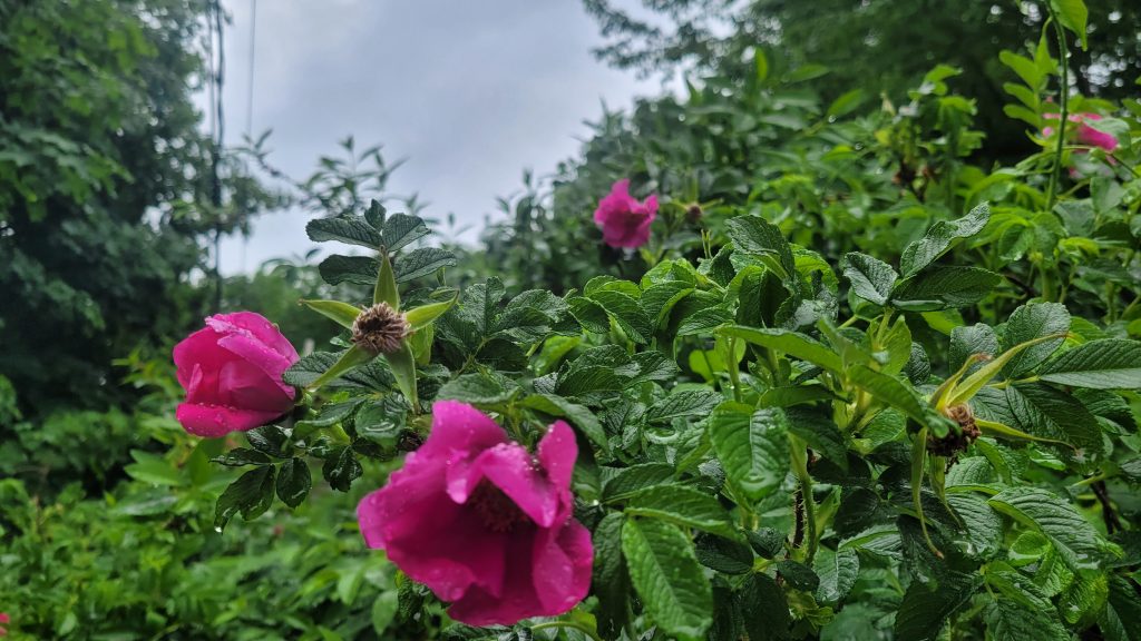 Rugosa rose bush in full bloom with green foliage against open sky in a garden setting