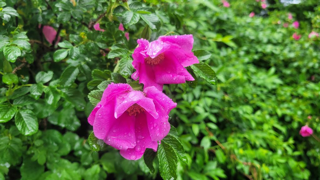 Pink rugosa rose after rainfall with water droplets on petals in a garden setting