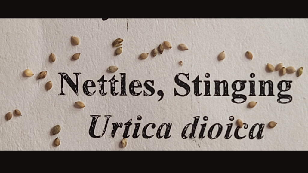 Close-up of stinging nettle seeds labeled Urtica dioica