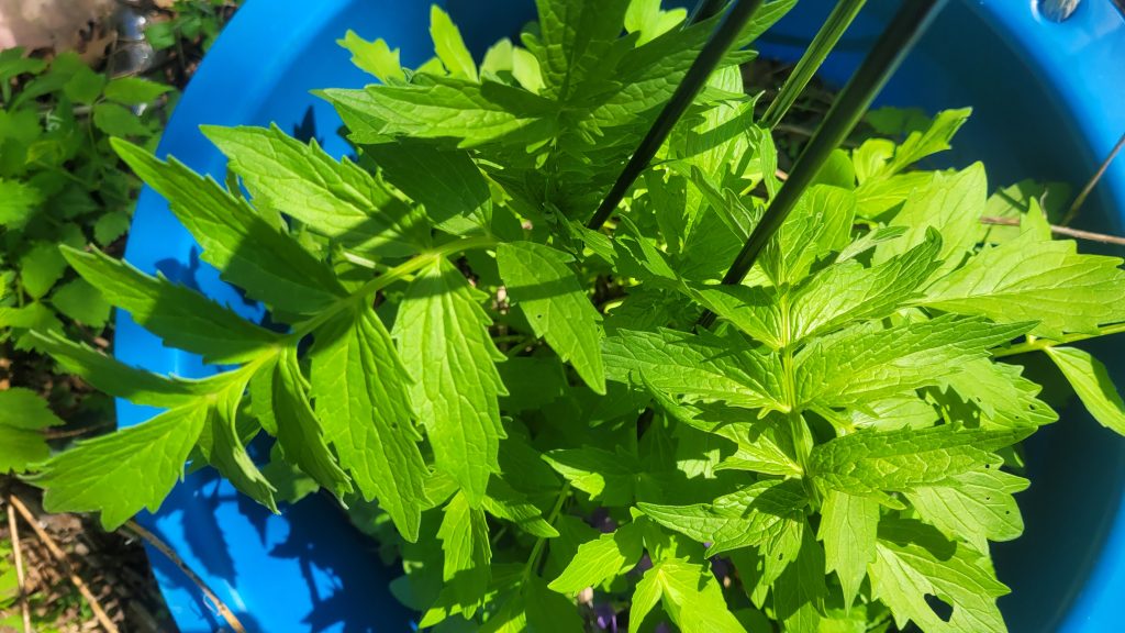 Valerian plant in spring growing naturally in a garden container