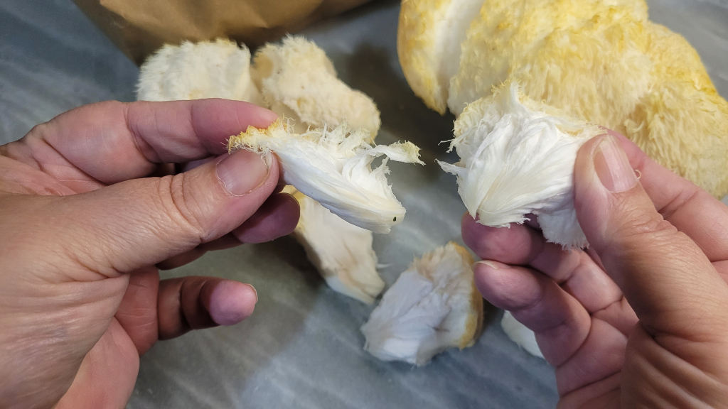 Hands tearing fresh lion’s mane mushroom showing crab-like texture for culinary crab substitute recipes