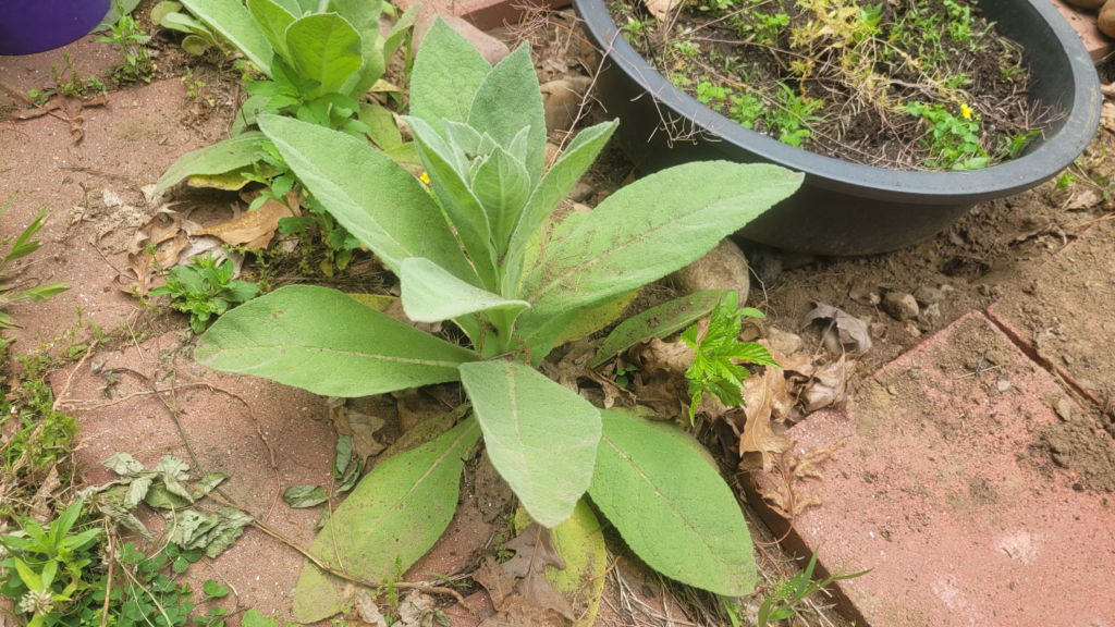 Young mullein plant in early spring with fuzzy green leaves beginning to grow close to the ground