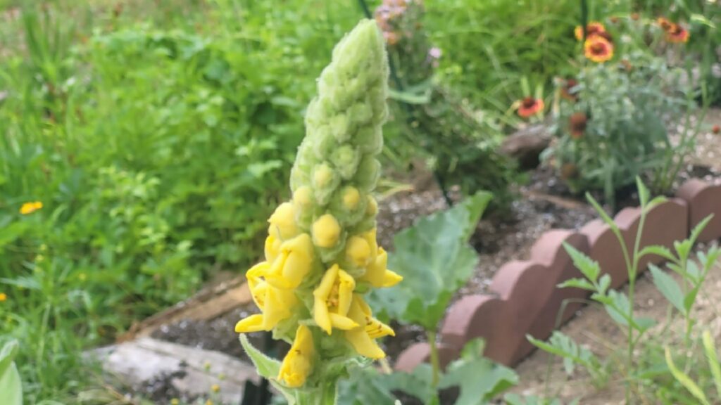Close-up view of the top of a blooming mullein plant growing in July with tall yellow flower stalks