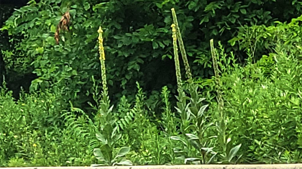 Mullein plant growing along the side of a New England roadside with tall stalk and broad leaves